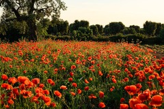 Field of Wildflowers